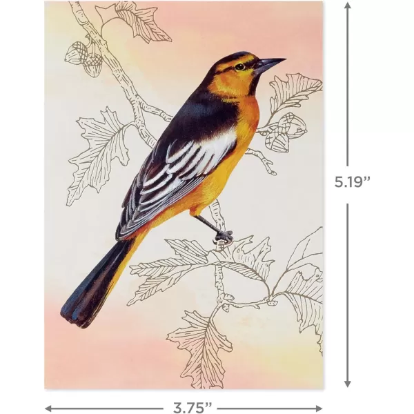 Hallmark Bird Note Card Assortment 24 Blank Cards with Envelopes Bluebird Mockingbird Sparrow Oriole Warbler