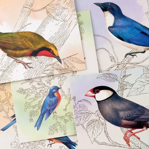 Hallmark Bird Note Card Assortment 24 Blank Cards with Envelopes Bluebird Mockingbird Sparrow Oriole Warbler