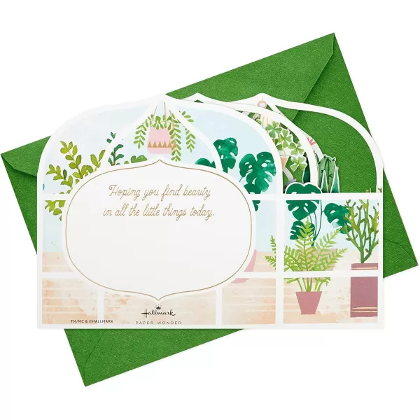 Hallmark Paper Wonder Pop Up Card Potted Cactus for Mothers Day Birthday Thinking of You Congrats Get Well Appreciation Any OccasionGreenhouse Plants and Cats