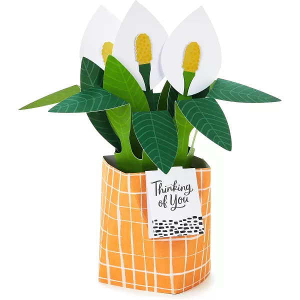 Hallmark Pop Up Mothers Day Card or Birthday Card for Women Sunflower BouquetPop Up  Potted Peace Lily