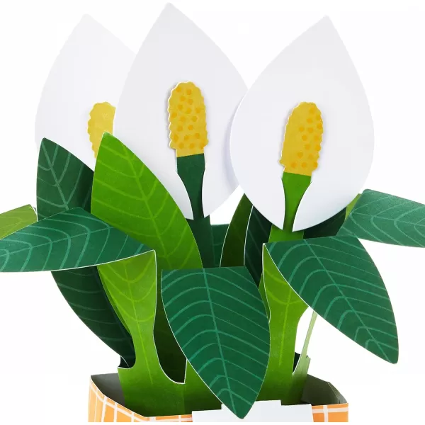 Hallmark Pop Up Mothers Day Card or Birthday Card for Women Sunflower BouquetPop Up  Potted Peace Lily