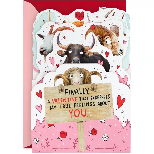 Hallmark Shoebox Funny Anniversary Card All Night Long for Birthday Love Just Because and MorePop Up  Horny Animals