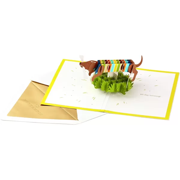 Hallmark Signature Paper Wonder Pop Up Birthday Card Everything GoodPop Up  Dachshund  Happy All Day Long