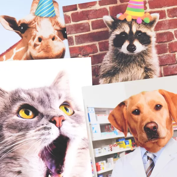 Hallmark Shoebox Funny Birthday Card Assortment 4 Cards with Envelopes Cat Dog Giraffe Raccoon