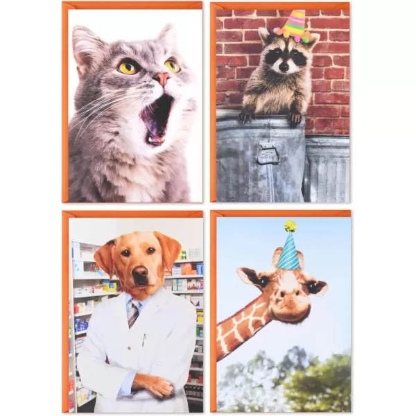 Hallmark Shoebox Funny Birthday Card Assortment 4 Cards with Envelopes Cat Dog Giraffe Raccoon