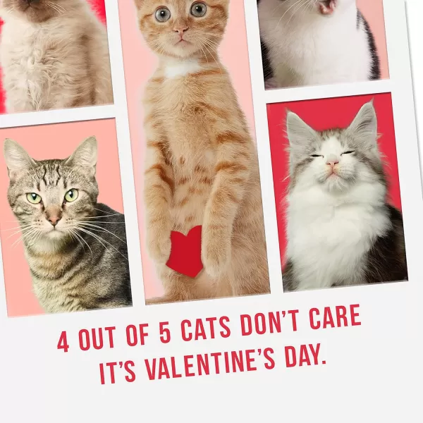 Hallmark Shoebox Funny Graduation Cards Conquer the World 6 Cards with EnvelopesValentines Day  Cats Dont Care