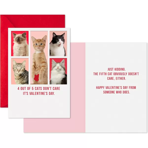 Hallmark Shoebox Funny Graduation Cards Conquer the World 6 Cards with EnvelopesValentines Day  Cats Dont Care