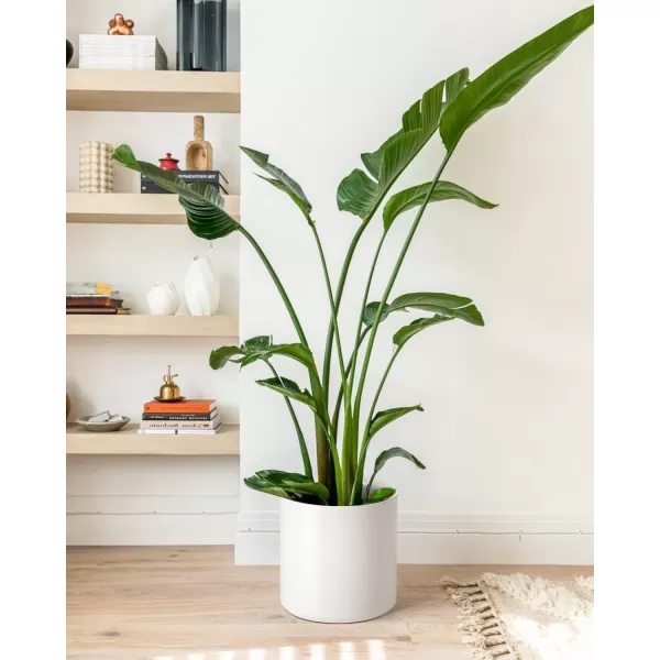 imageLE TAUCI 12 Inch Pots for Plants Ceramic Large Plant Pot for Indoor Plants MidCentury Modern Flower Planter Pots with Drainage Hole and Removable Plug Round Planter Pot Reactive Glaze Cloud CreamWhite