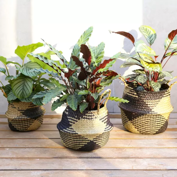 imageLE TAUCI Seagrass Belly Basket Woven Plant Pot Basket Home Decor Storage Laundry Picnic Grocery Straw Beach Bag Small  Medium  Large Black Block