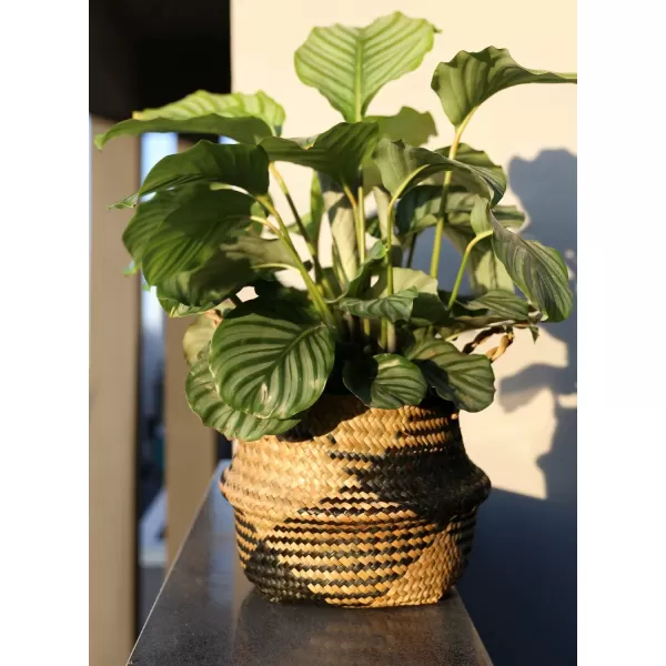 imageLE TAUCI Seagrass Belly Basket Woven Plant Pot Basket Home Decor Storage Laundry Picnic Grocery Straw Beach Bag Small  Medium  Large Black Block