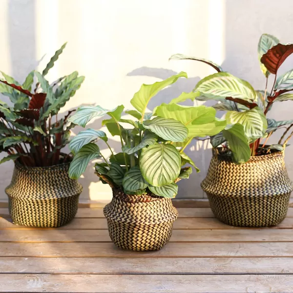 imageE TAUCI Seagrass Belly Basket Woven Plant Pot Basket Home Decor Storage Laundry Picnic Grocery Straw Beach Bag SmallLarge Black Strips