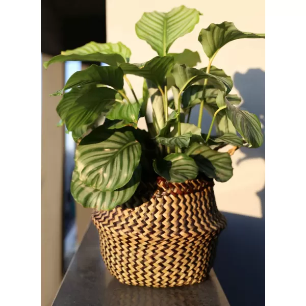 imageE TAUCI Seagrass Belly Basket Woven Plant Pot Basket Home Decor Storage Laundry Picnic Grocery Straw Beach Bag SmallLarge Black Strips