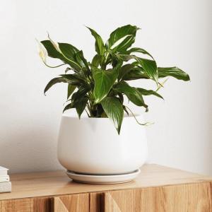 imageLE TAUCI Ceramic Planters 12 Inch Pots for Plants Indoor Plant Pots with Drainage Holes and Saucers Modern Planters Fit Mid Century Plant Stand Flower Pots for Indoor Plants BlackWhite