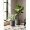 image:imageLE TAUCI 8 Inch Plant Pot Ceramic Pot with Drainage Hole amp Rubber Plug Indoor Planter for Herbs amp Small Houseplants Cylinder Planter for Home Office Neutral GrayCharcoal Gray