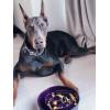 image:imageLE TAUCI Ceramic Slow Feeder Dog Bowls Elevated 3 Cup Raised Bowl with Wooden Stand for Medium Large Breed Slow Down Eating Puzzle Dog Food Bowl Star YellowMaze Purple