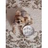 image:imageLE TAUCI Ceramic Slow Feeder Dog Bowls Elevated 3 Cup Raised Bowl with Wooden Stand for Medium Large Breed Slow Down Eating Puzzle Dog Food BowlSkull BlackCrown Silver
