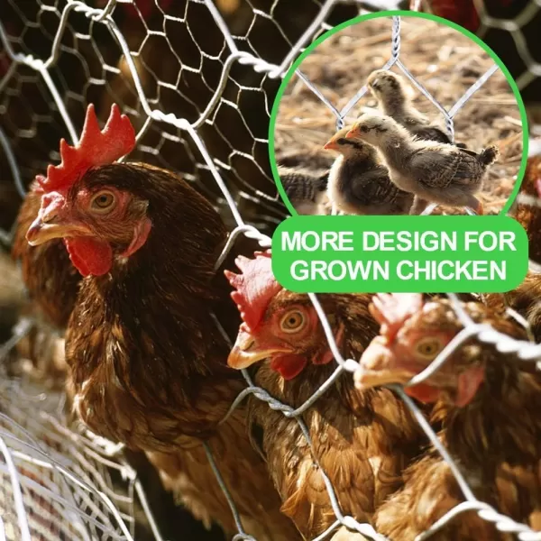 AMAGABELI GARDEN &amp; HOME 2 inch 36inchx50ft Hexagonal Poultry Netting Galvanized Chicken Wire Mesh Fence 20gauge Large Frame with Chicken Netting Rabbits Pets Dog Cat Vegetable Garden Fencing JW009