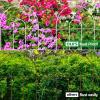 imageAmagabeli garden ampamp home 32inH20ftL Decorative Garden Fences and Borders for Dogs 14panels No Dig Metal Fence Panel Garden Edging Border Fence for Animal Barrier Fencing for Flower Bed Yard GreenWhite