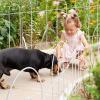 imageAmagabeli garden ampamp home 32inH20ftL Decorative Garden Fences and Borders for Dogs 14panels No Dig Metal Fence Panel Garden Edging Border Fence for Animal Barrier Fencing for Flower Bed Yard GreenWhite