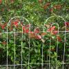 imageAmagabeli garden ampamp home 32inH20ftL Decorative Garden Fences and Borders for Dogs 14panels No Dig Metal Fence Panel Garden Edging Border Fence for Animal Barrier Fencing for Flower Bed Yard GreenWhite