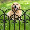 imageAMAGABELI GARDEN ampamp HOME 10 Panels Decorative Garden Fences and Borders for Dogs 22inH10ftL No Dig Metal Fence Panels Garden Edging Border Fence for Animal Barrier Fencing for Flower Beds Yard