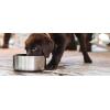 imageYETI Boomer 4 Stainless Steel NonSlip Dog Bowl Holds 32 OuncesBimini Pink