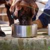 imageYETI Boomer 4 Stainless Steel NonSlip Dog Bowl Holds 32 OuncesStainless Steel