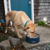 imageYETI Boomer 8 Stainless Steel NonSlip Dog Bowl Holds 64 OuncesNavy