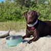 imageYETI Boomer 8 Stainless Steel NonSlip Dog Bowl Holds 64 OuncesSeafoam