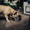 imageYETI Boomer 8 Stainless Steel NonSlip Dog Bowl Holds 64 OuncesStainless