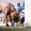 imageYETI Boomer 8 Stainless Steel NonSlip Dog Bowl Holds 64 OuncesStainless